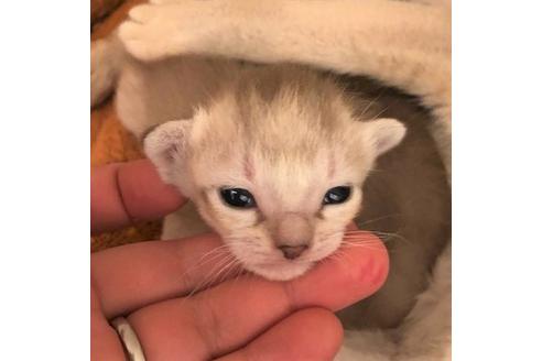 成約済の大阪府のシンガプーラ-6358の2枚目